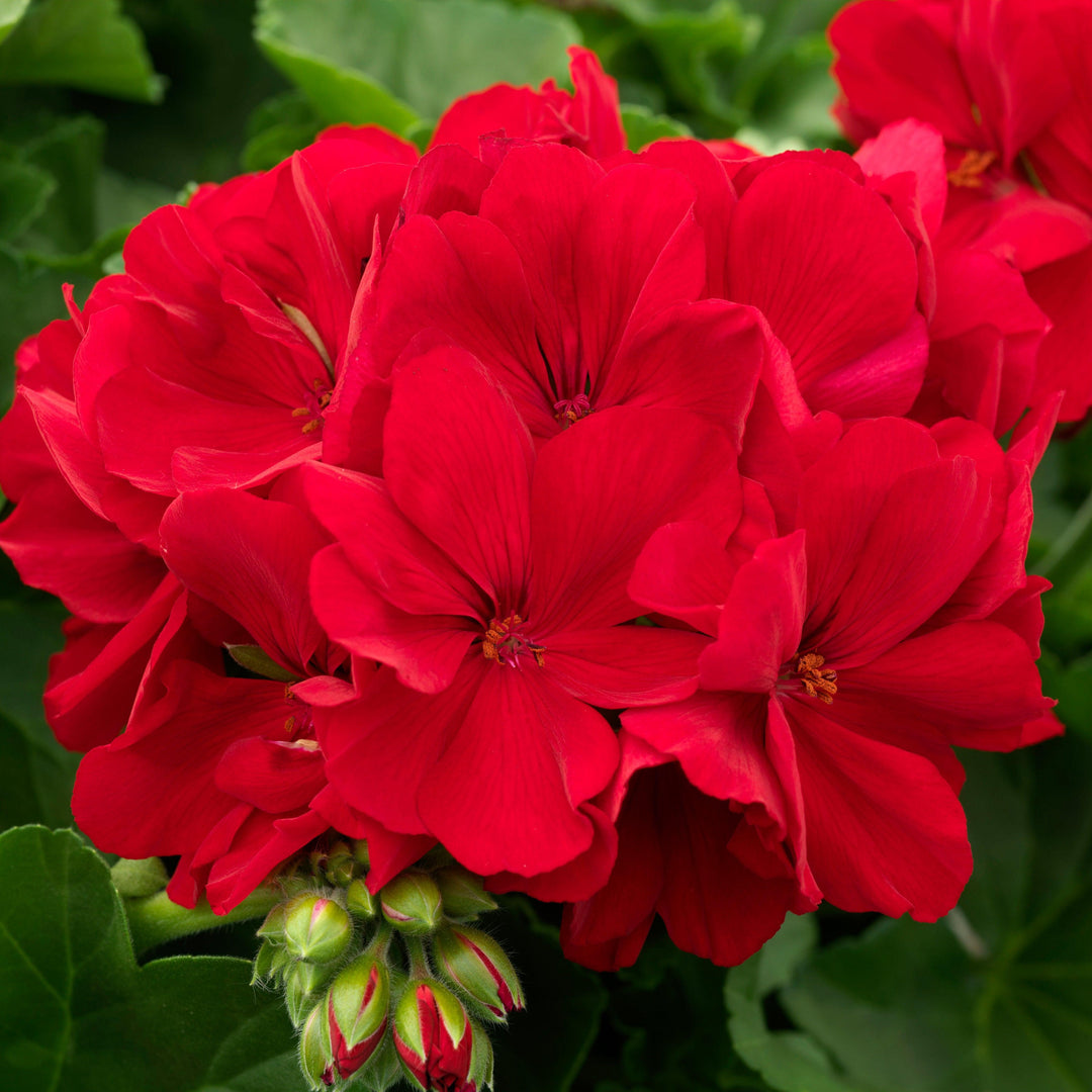 Pelargonium interspecific 'Calliope Large Dark Red' ~ Calliope® Large Dark Red Geranium-ServeScape