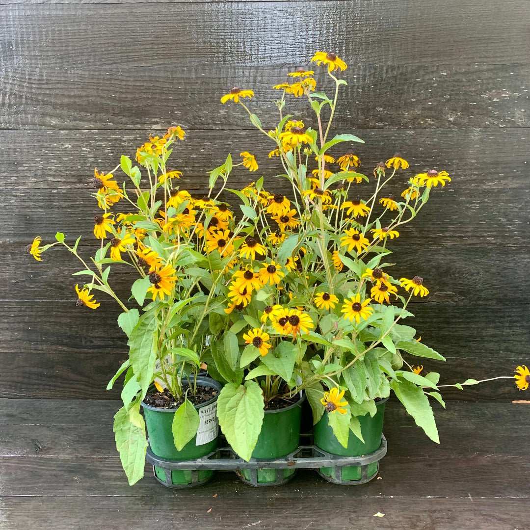 Rudbeckia fulgida 'Goldsturm' ~ Black-Eyed Susan-ServeScape