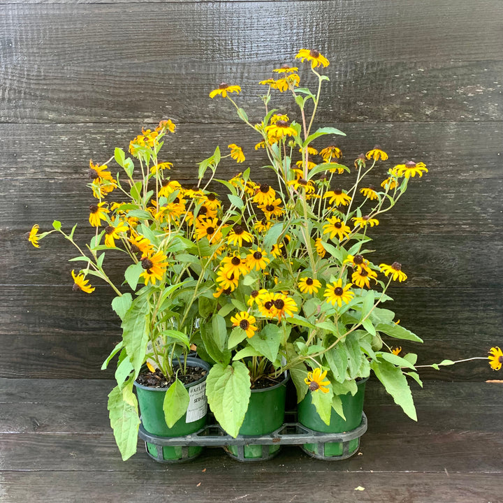 Rudbeckia fulgida 'Goldsturm' ~ Black-Eyed Susan-ServeScape