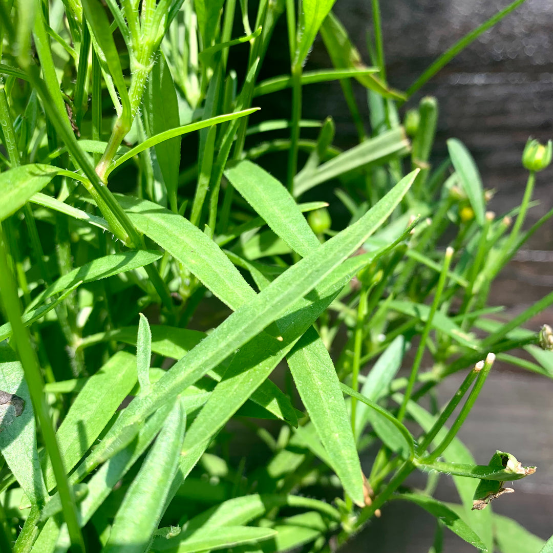 Coreopsis 'Baluptgonz' ~ Uptick™ Gold & Bronze Tickseed-ServeScape