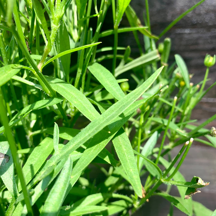 Coreopsis 'Baluptgonz' ~ Uptick™ Gold & Bronze Tickseed-ServeScape