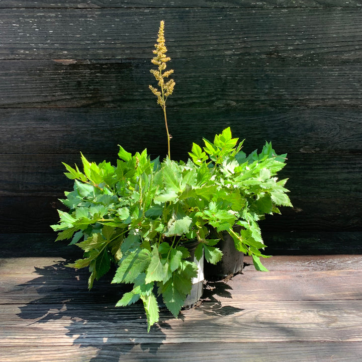 Astilbe chinensis 'Visions' ~ Visions Chinese Astilbe, False Goat's Beard-ServeScape