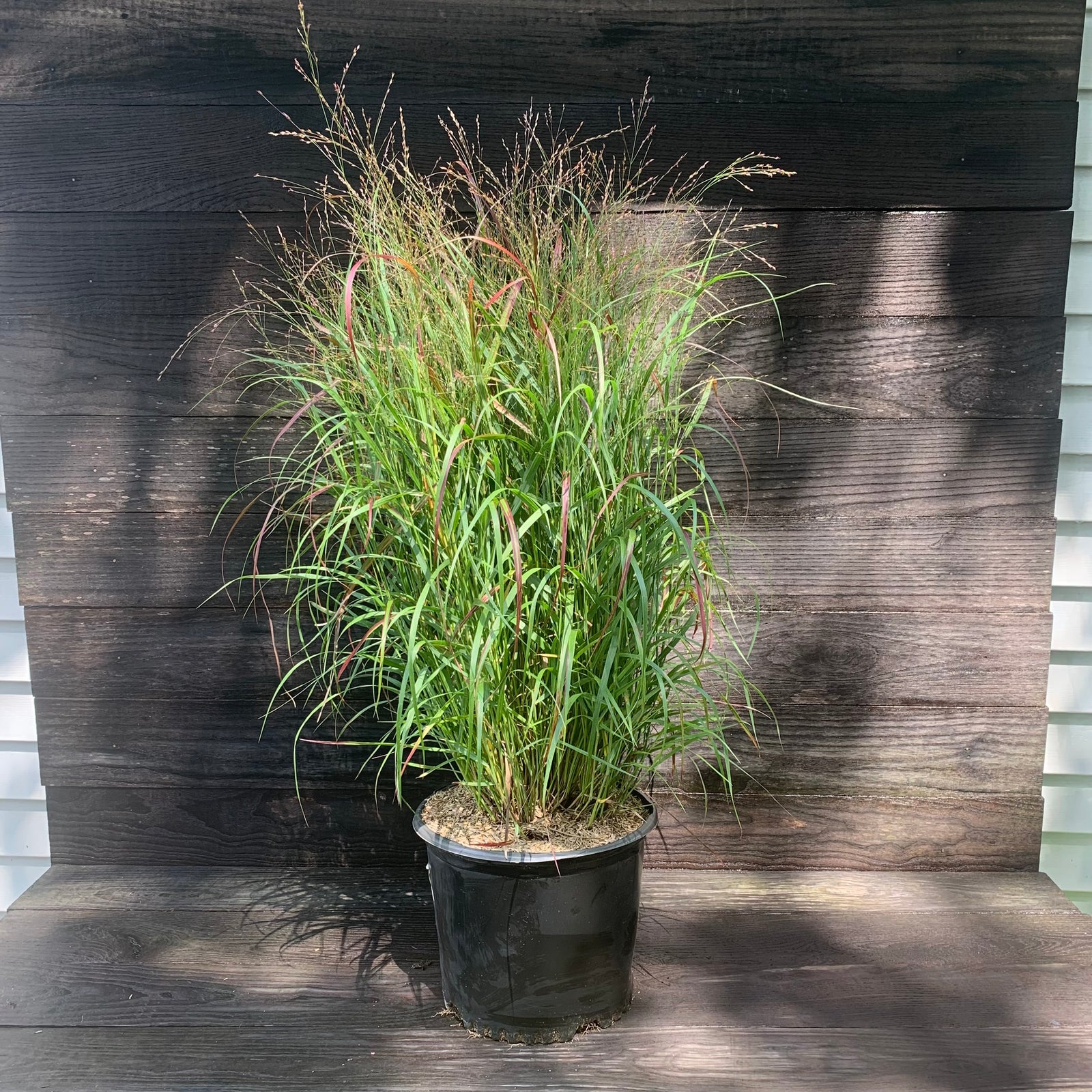 Panicum virgatum 'Shenandoah' ~ Shenandoah Switch Grass-ServeScape