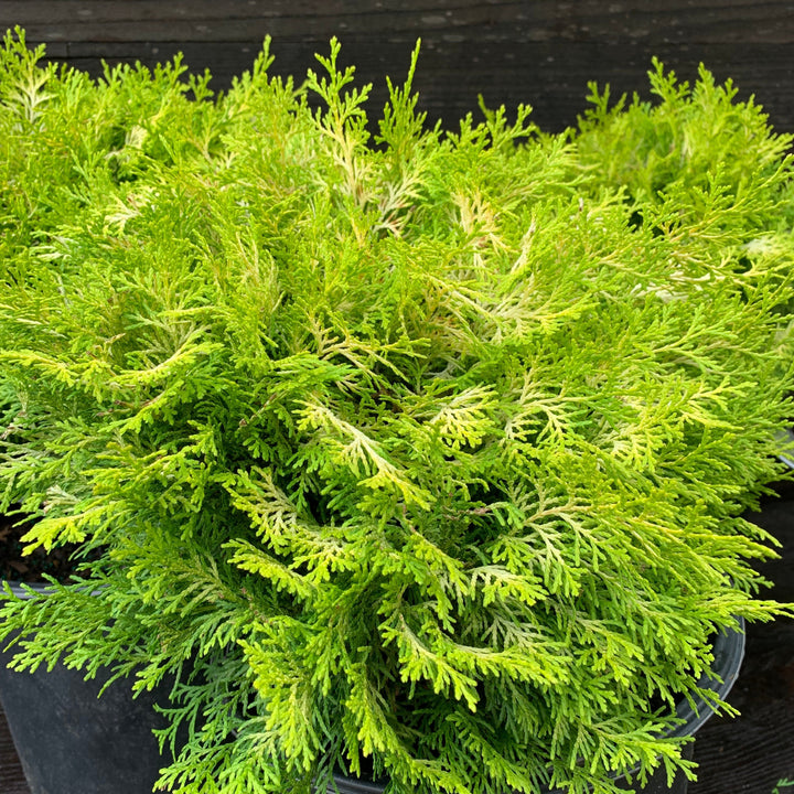 Chamaecyparis obtusa 'Cone Schlecht' ~ Nite-light® Hinoki Cypress-ServeScape