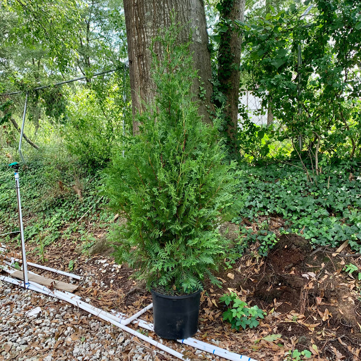 Thuja standishii x plicata 'Green Giant' ~ Green Giant Arborvitae-ServeScape