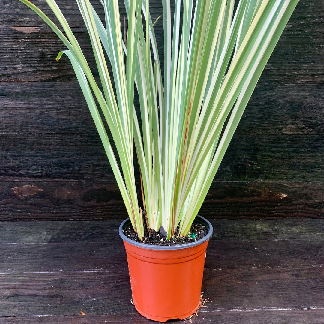 Iris ensata 'Variegata' ~ Variegated Japanese Iris-ServeScape