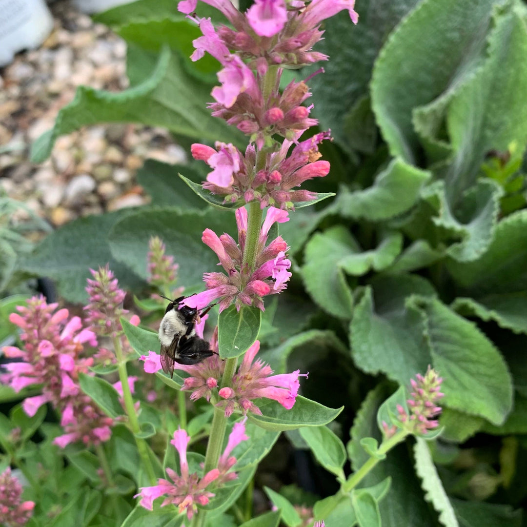 Agastache 'TNAGAPL' ~ Poquito™ Lavender Hyssop-ServeScape