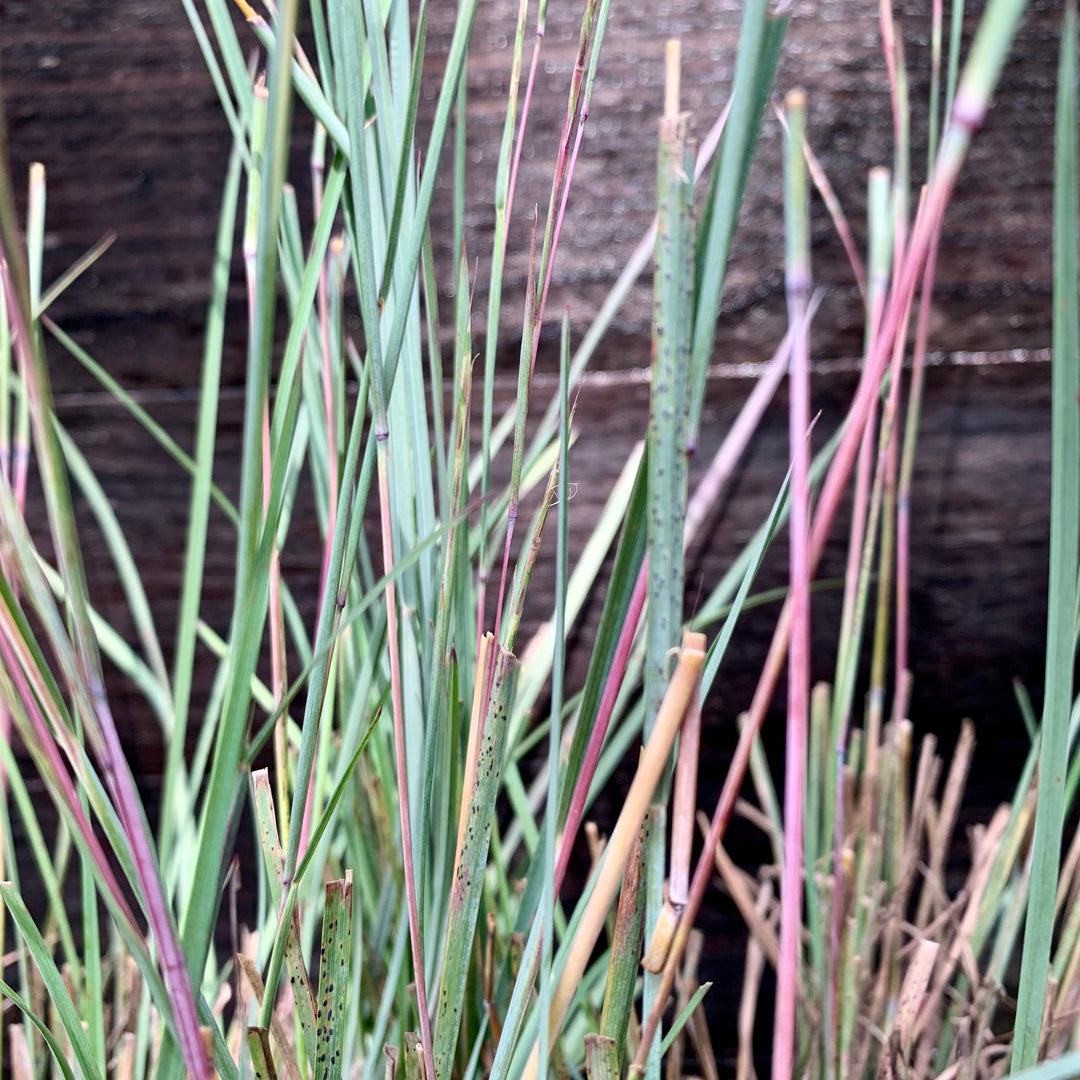 Schizachyrium scoparium 'The Blues' ~ The Blues Little Bluestem-ServeScape