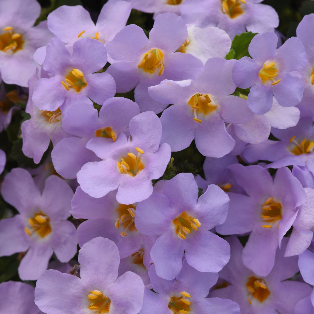 Sutera cordata 'Balmecolav' ~ MegaCopa™ Lavender Bacopa-ServeScape