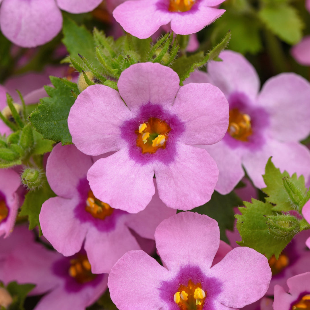 Sutera cordata 'Balmecoarkin' ~ MegaCopa™ Dark Pink Bacopa-ServeScape