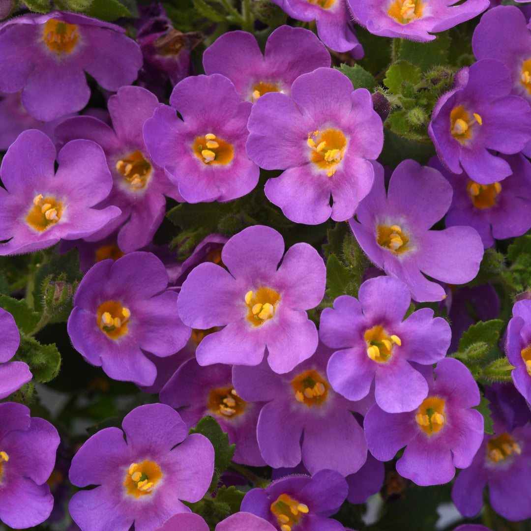 Sutera cordata 'Balmecoplum' ~ MegaCopa™ Plum Bacopa-ServeScape