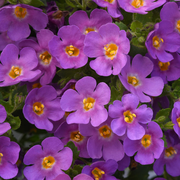 Sutera cordata 'Balmecoplum' ~ MegaCopa™ Plum Bacopa-ServeScape