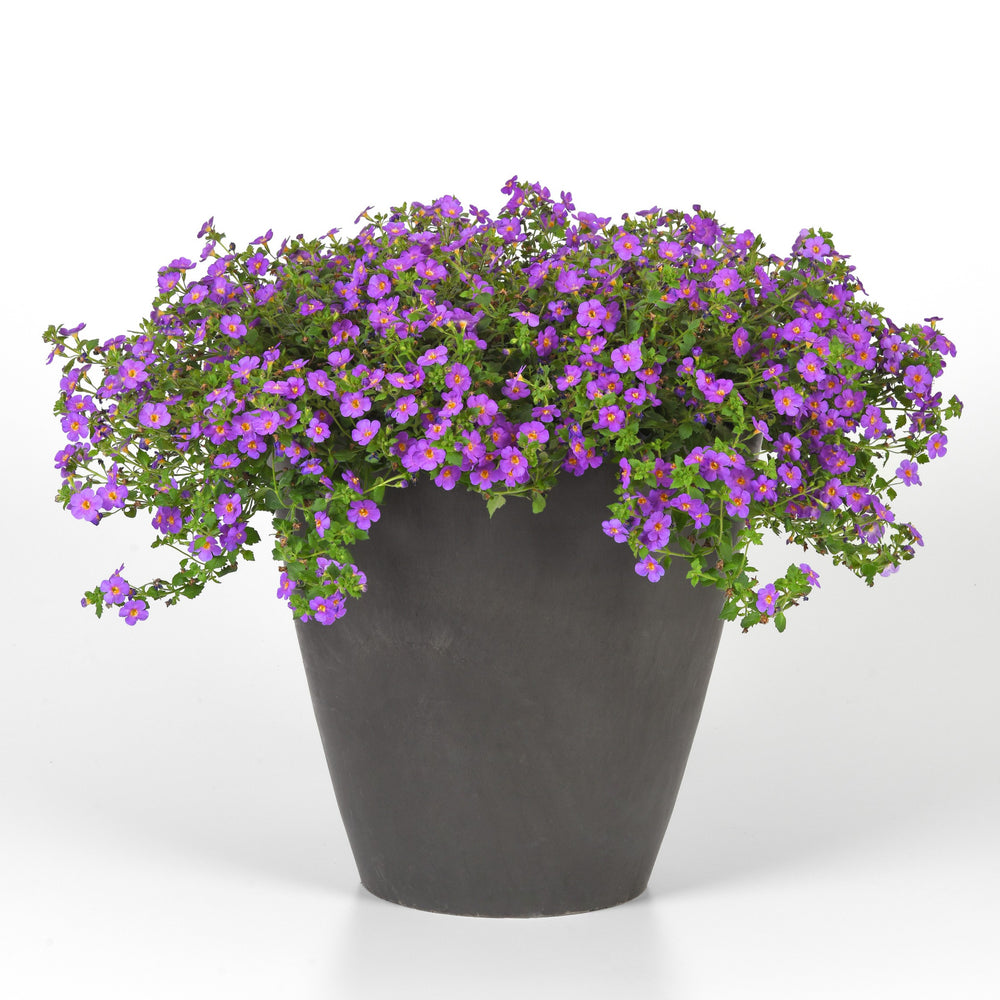 Sutera cordata 'Balmecoplum' ~ MegaCopa™ Plum Bacopa-ServeScape