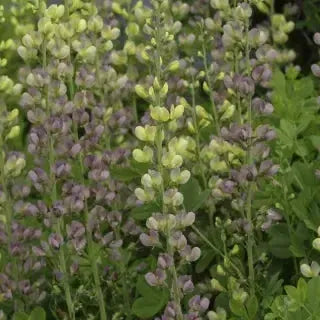 Baptisia 'Aurora'~ Aurora Baptisia, False Indigo-ServeScape