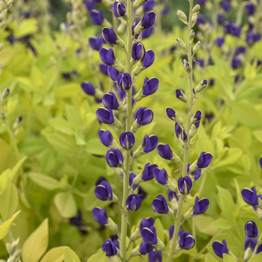 Baptisia 'Golden Anniversary' ~ Golden Anniversary Baptisia-ServeScape