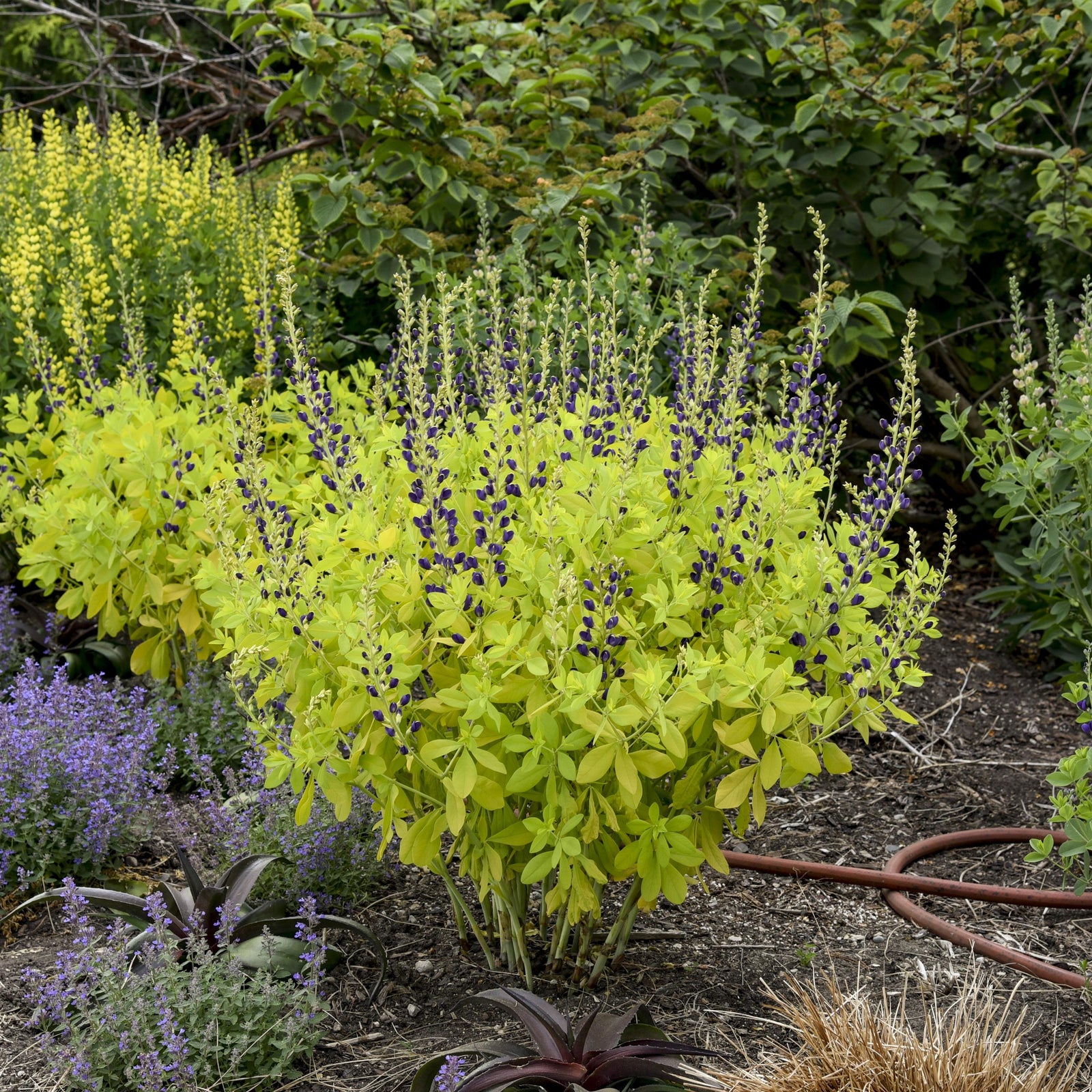 Baptisia 'Golden Anniversary' ~ Golden Anniversary Baptisia-ServeScape