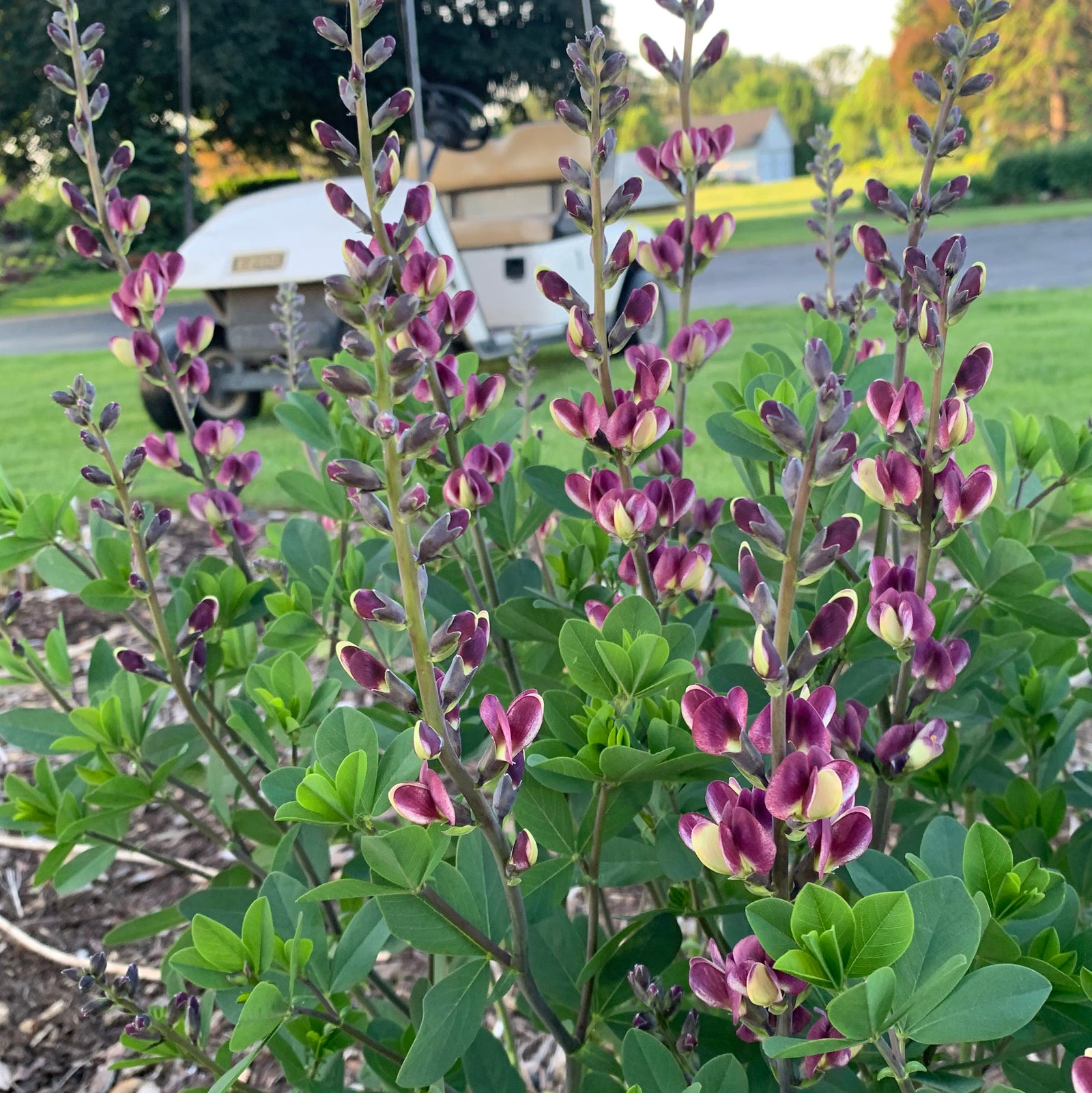 Baptisia 'Grape Escape' ~ Grape Escape False Indigo-ServeScape