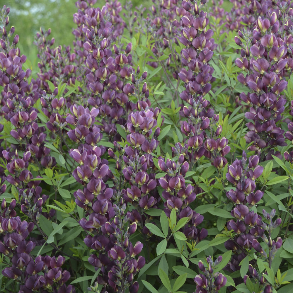 Baptisia 'Burgundy Blast' ~ Burgundy Blast False Indigo-ServeScape