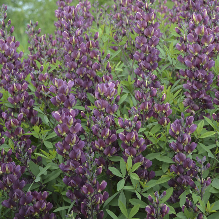 Baptisia 'Burgundy Blast' ~ Burgundy Blast False Indigo-ServeScape