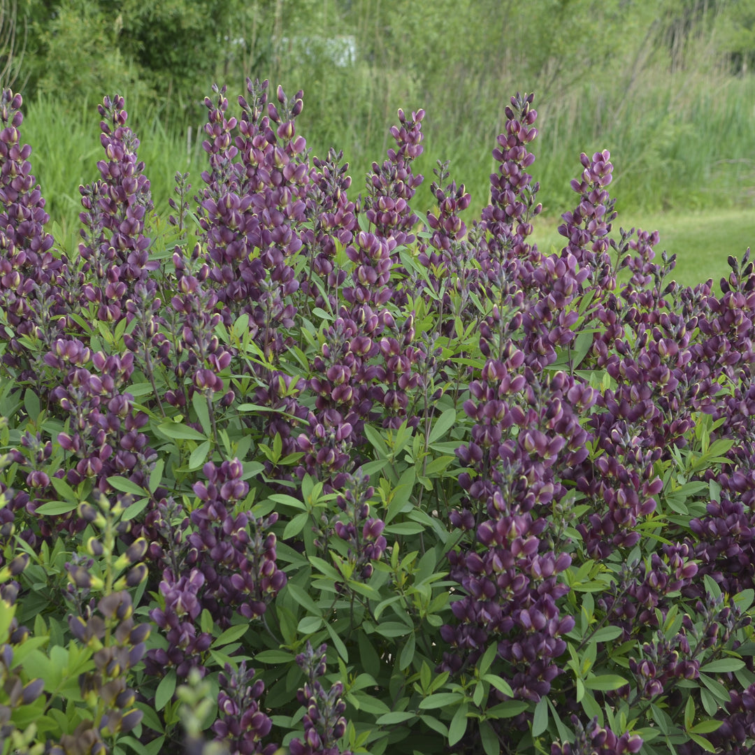 Baptisia 'Burgundy Blast' ~ Burgundy Blast False Indigo-ServeScape