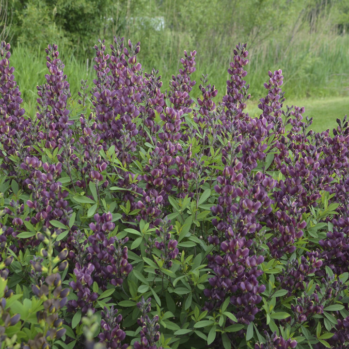 Baptisia 'Burgundy Blast' ~ Burgundy Blast False Indigo-ServeScape
