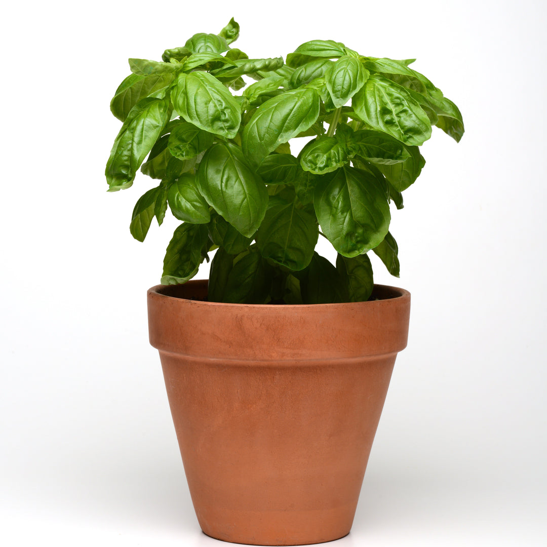 Ocimum basilicum 'Dolce Fresca' ~ Dolce Fresca Sweet Basil-ServeScape