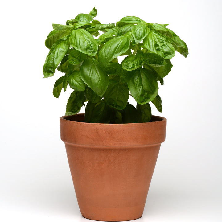 Ocimum basilicum 'Dolce Fresca' ~ Dolce Fresca Sweet Basil-ServeScape