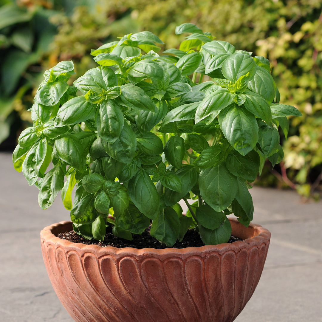 Ocimum basilicum 'Dolce Fresca' ~ Dolce Fresca Sweet Basil-ServeScape
