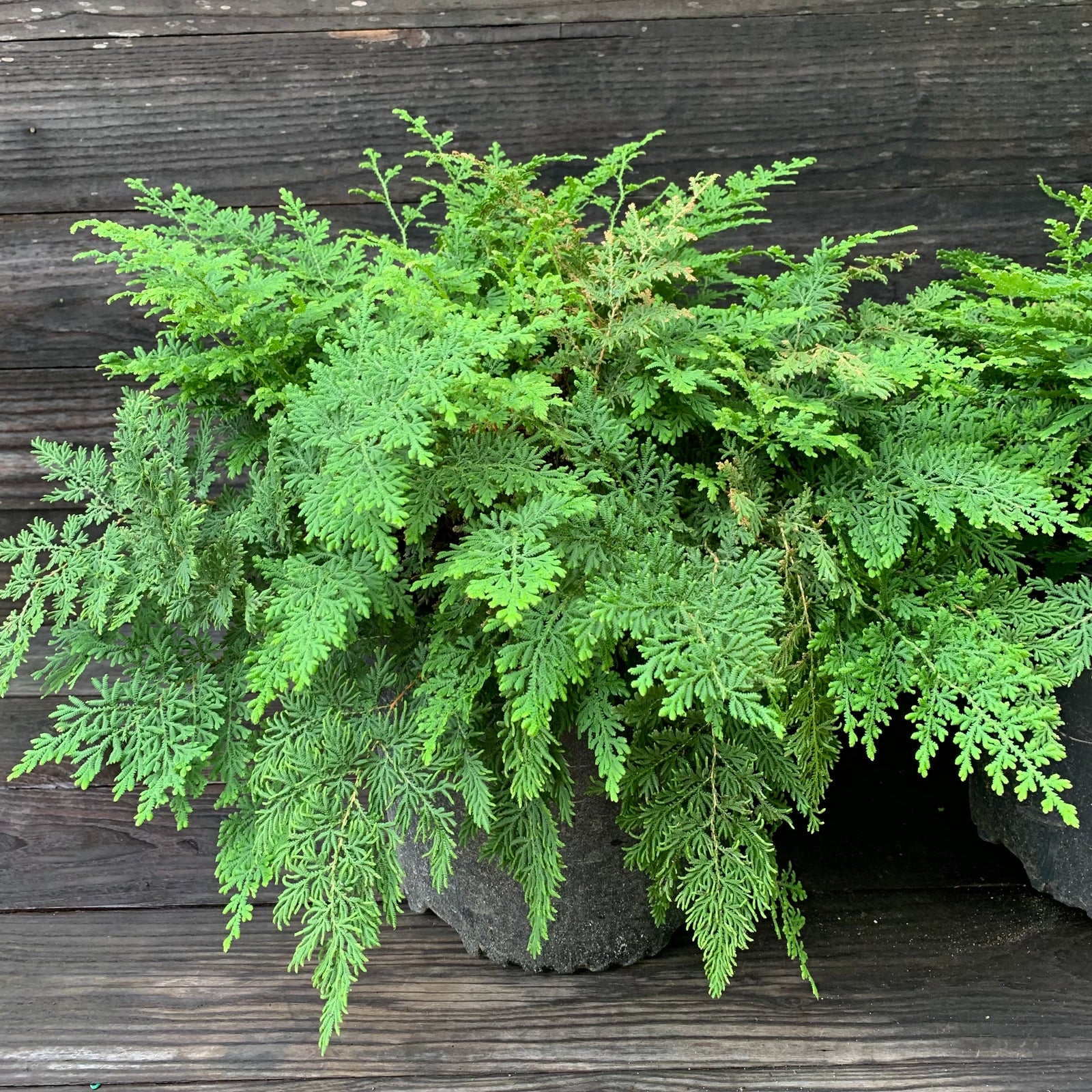 Selaginella braunii ~ Arborvitae Fern-ServeScape