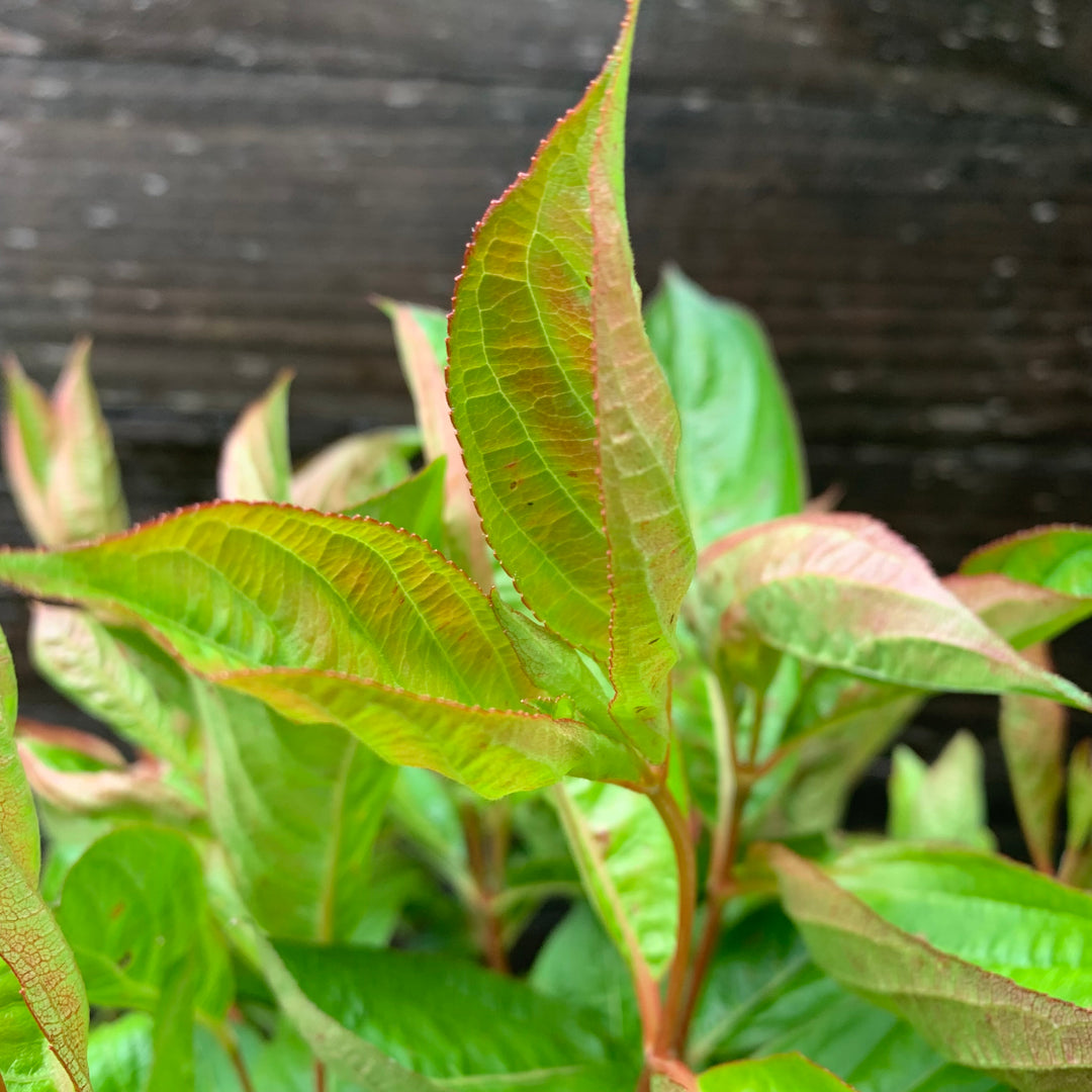 Weigela florida 'Wings of Fire' ~ Wings of Fire Weigela-ServeScape