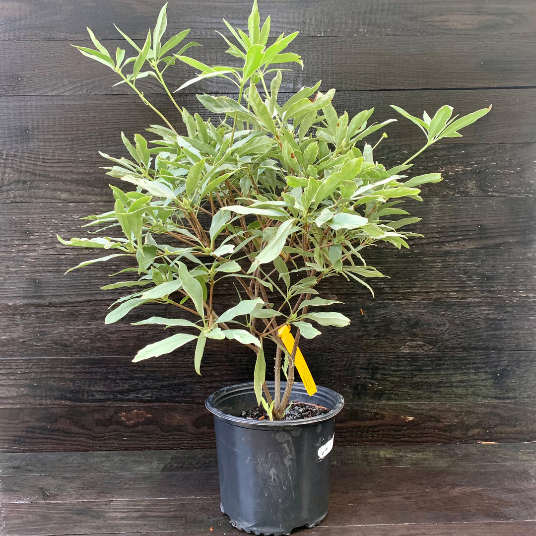 Illicium floridanum 'Grey Ghost' ~ Grey Ghost Anise-ServeScape