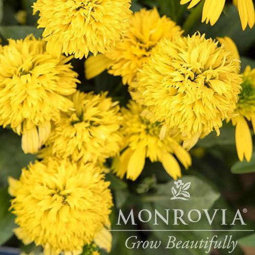 Echinacea 'Lemon' ~ Monrovia® Sunny Days™ Lemon Coneflower-ServeScape