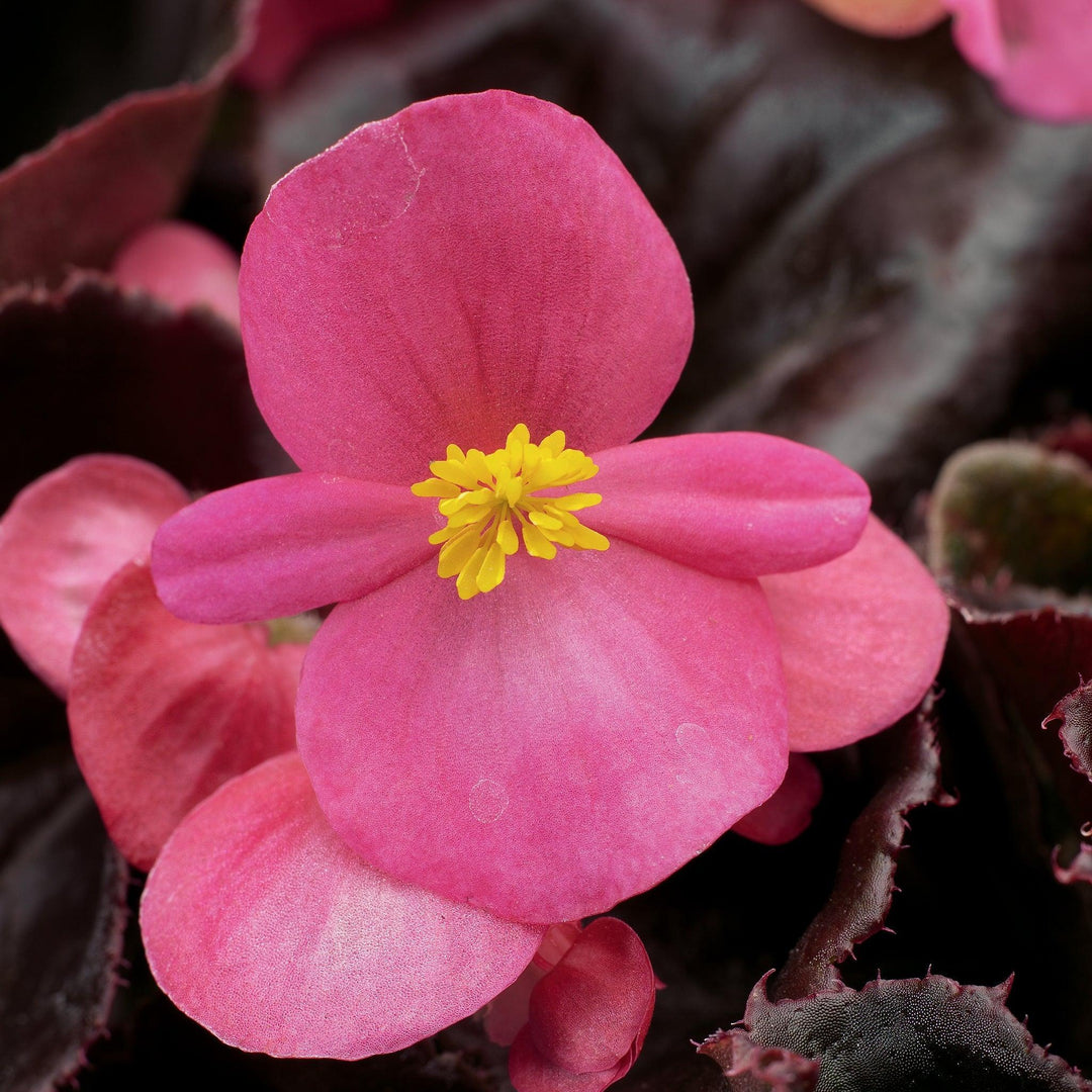Begonia semperflorens-cultorum 'Eukera Bronze Rose' ~ Eureka™ Bronze Rose Begonia-ServeScape