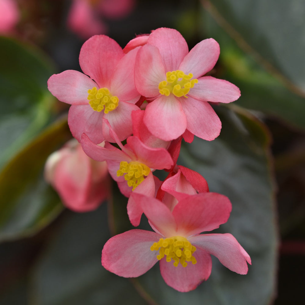 Begonia 'PAS1484338' ~ Dragon Wing® Pink Bronze Leaf Begonia-ServeScape