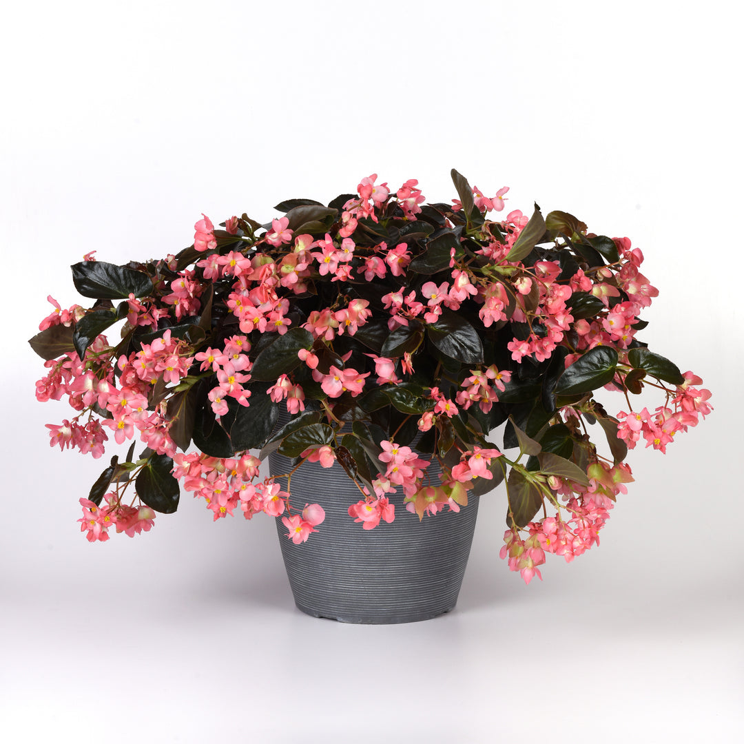 Begonia 'PAS1484338' ~ Dragon Wing® Pink Bronze Leaf Begonia-ServeScape
