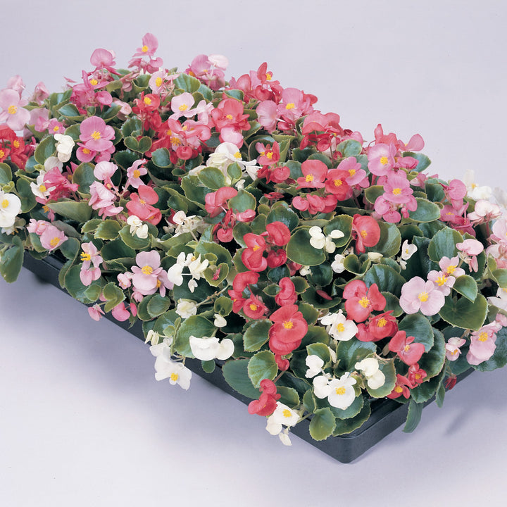 Begonia semperflorens 'Prelude Mix' ~ Prelude Mix Begonia-ServeScape