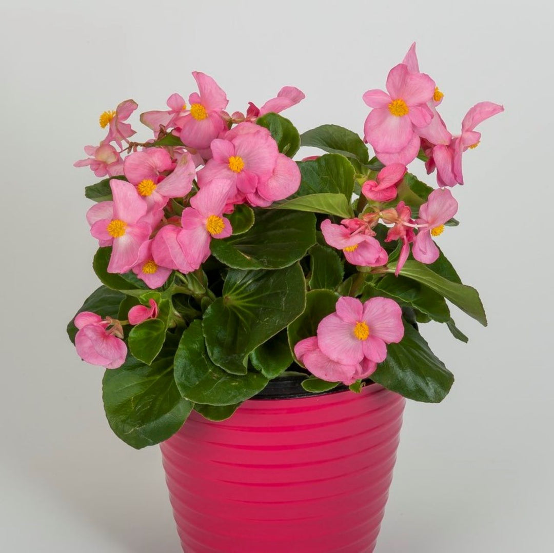 Begonia 'Tophat Pink Green Leaf' ~ Tophat™ Pink Green Leaf Begonia-ServeScape