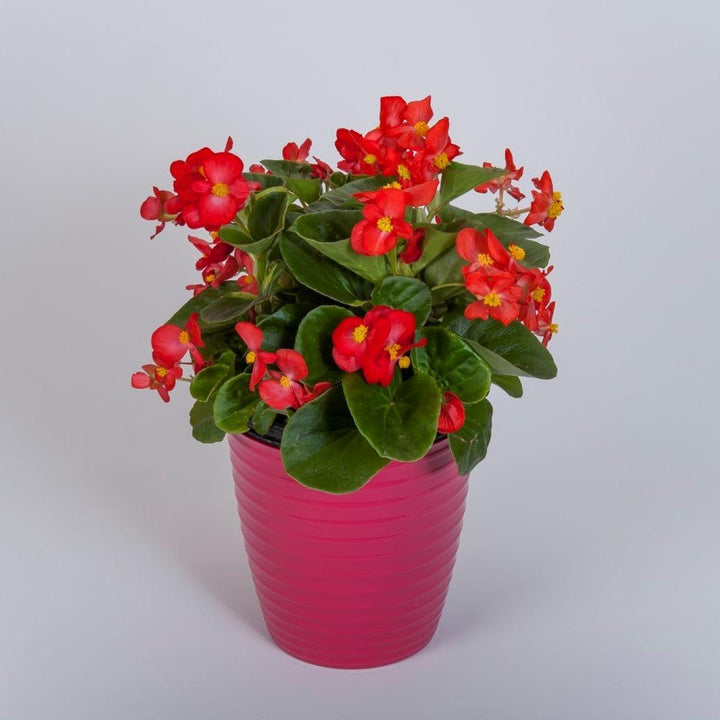 Begonia 'Tophat Scarlet Green Leaf' ~ Tophat™ Scarlet Green Leaf Begonia-ServeScape