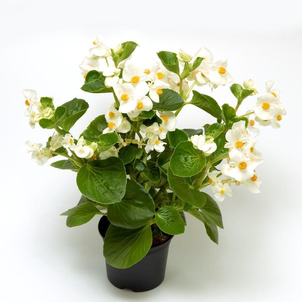 Begonia 'Tophat White Green Leaf' ~ Tophat™ White Green Leaf Begonia-ServeScape