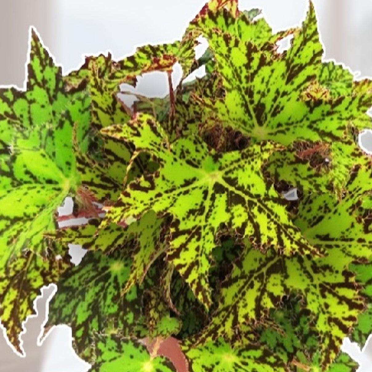 Begonia 'Geometry' ~ Geometry Rex Begonia-ServeScape