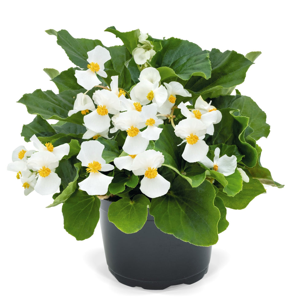 Begonia x benariensis 'White With Green Leaf' ~ Whopper® White With Green Leaf Begonia-ServeScape