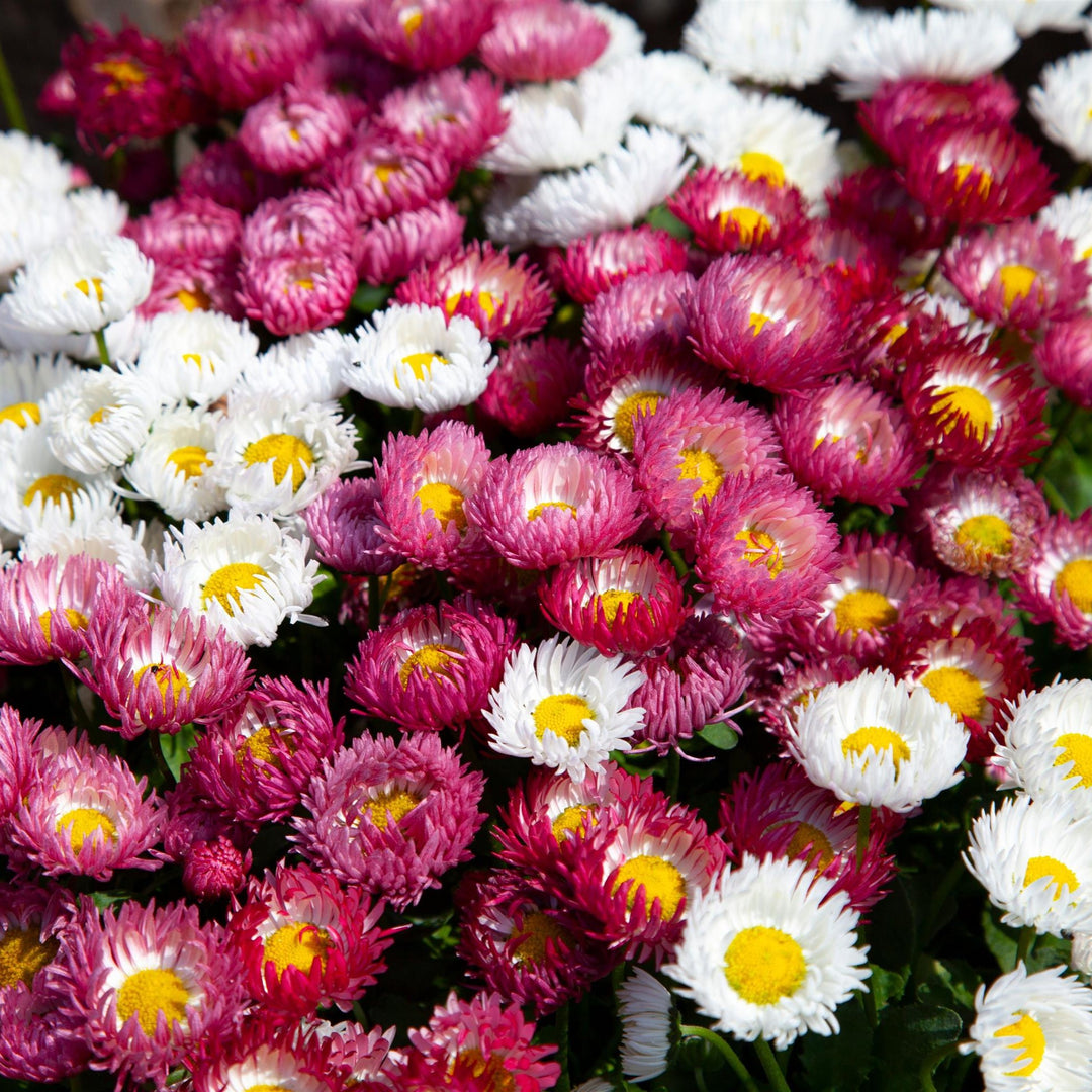 Bellis perennis 'Bam Bam Mix' ~ Bam Bam Mix English Daisy-ServeScape