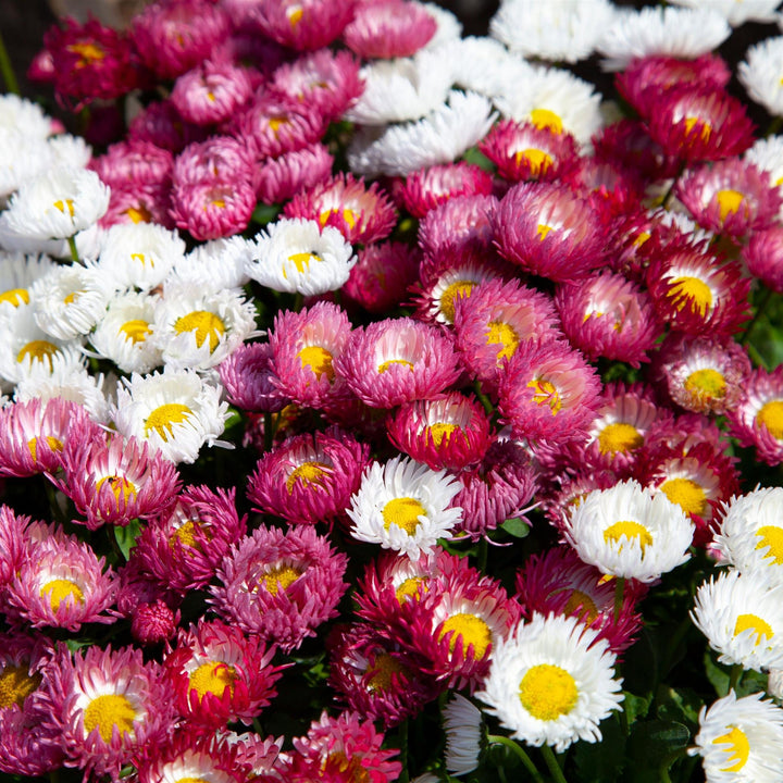 Bellis perennis 'Bam Bam Mix' ~ Bam Bam Mix English Daisy-ServeScape