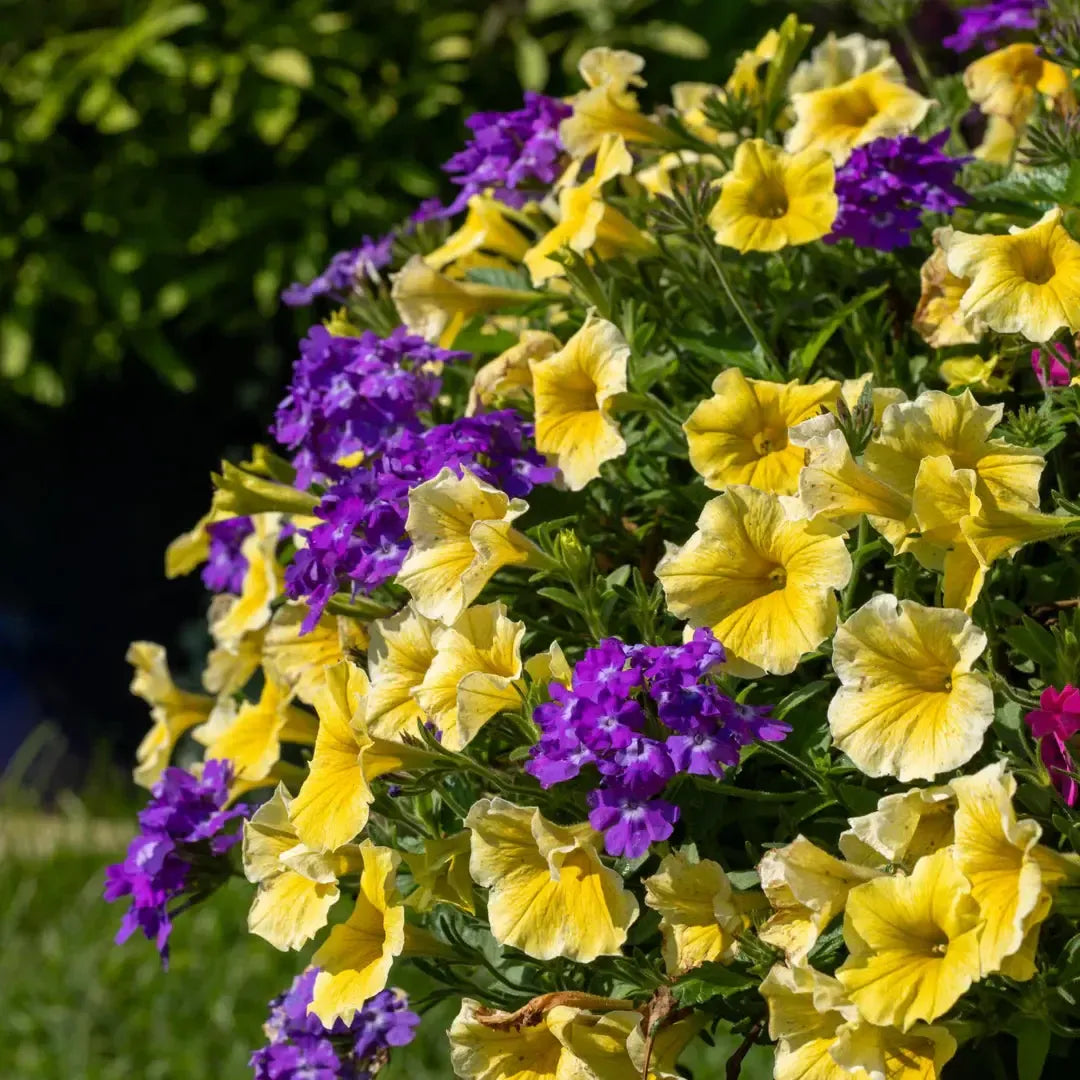 Verbena x hybrida 'WNVESBIB' USPP 34,099 ~ Superbena® Cobalt™ Verbena-ServeScape