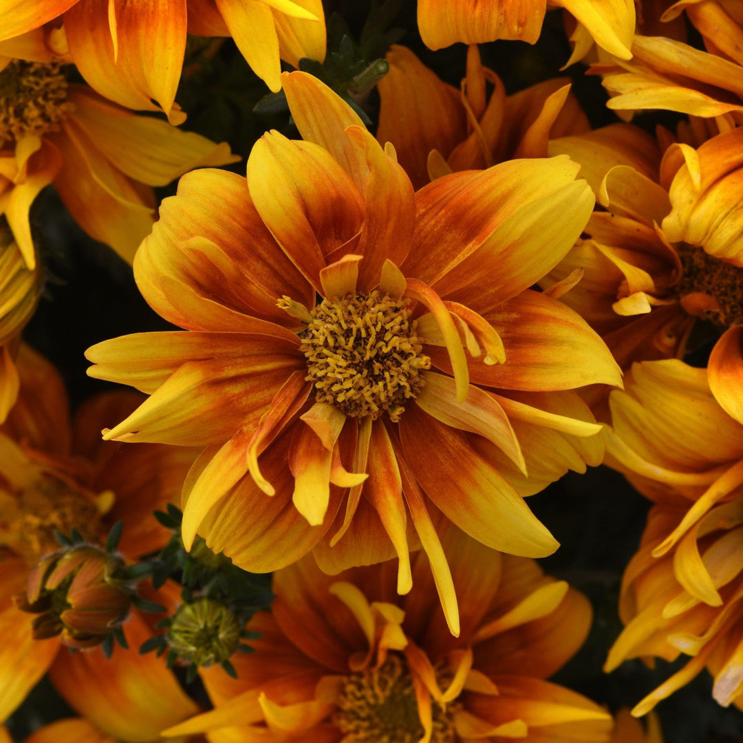 Bidens ferulifolia 'Balbidbador' ~ Bee Alive Double Orange Bidens-ServeScape