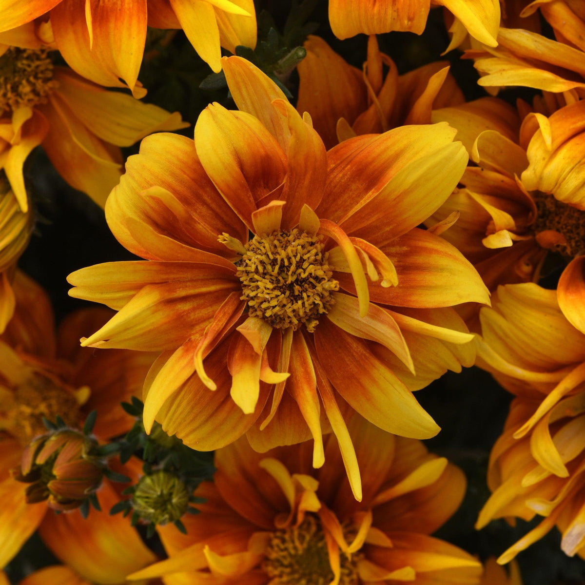 Bidens ferulifolia 'Balbidbador' ~ Bee Alive Double Orange Bidens-ServeScape