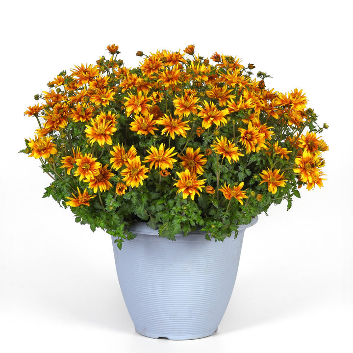 Bidens ferulifolia 'Balbidbador' ~ Bee Alive Double Orange Bidens-ServeScape