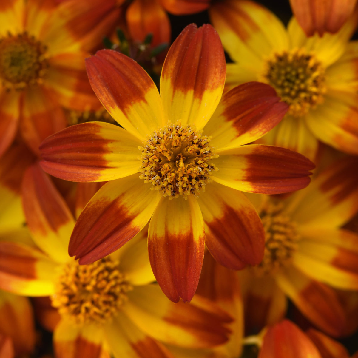 Bidens ferulifolia 'Balbidbaim' ~ Bee Alive Bidens-ServeScape