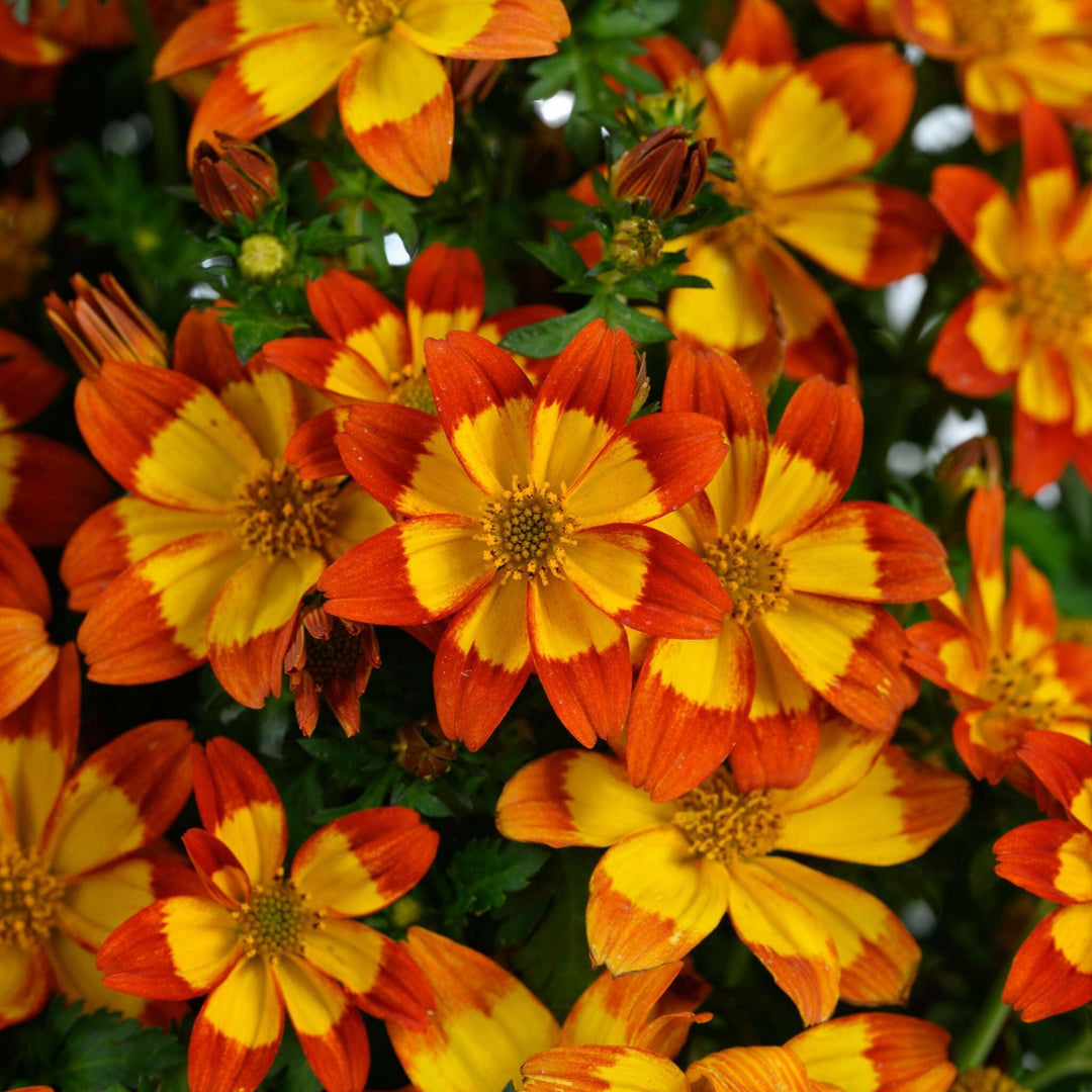 Bidens ferulifolia 'Blazing Flames' ~ Blazing™ Flames Bidens-ServeScape