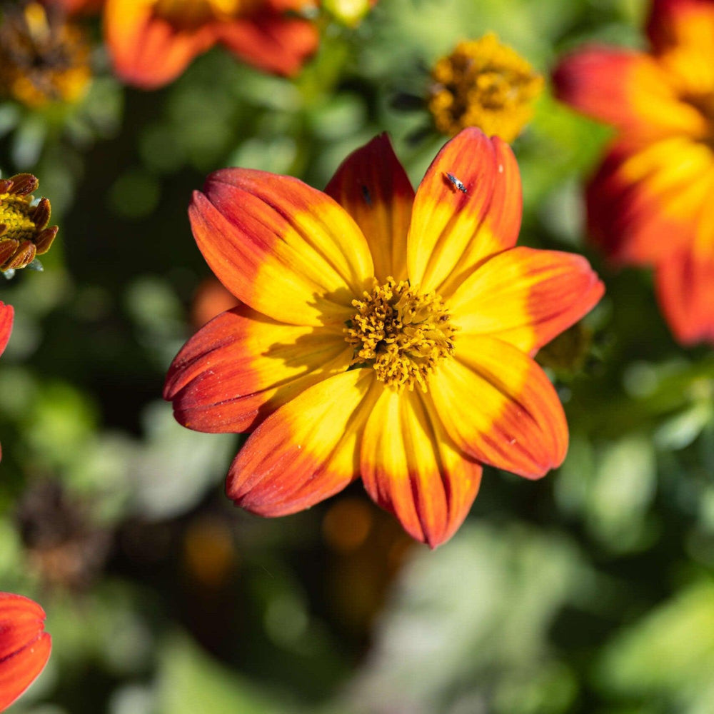 Bidens ferulifolia 'Blazing Flames' ~ Blazing™ Flames Bidens-ServeScape